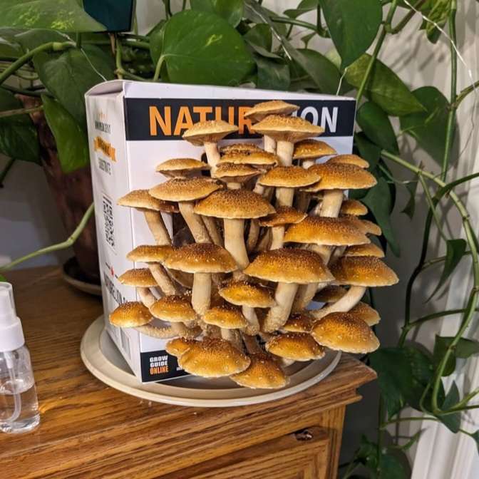 Pholiota adiposa chestnut mushrooms with warm brown caps growing in dense clusters from a supplemented sawdust block