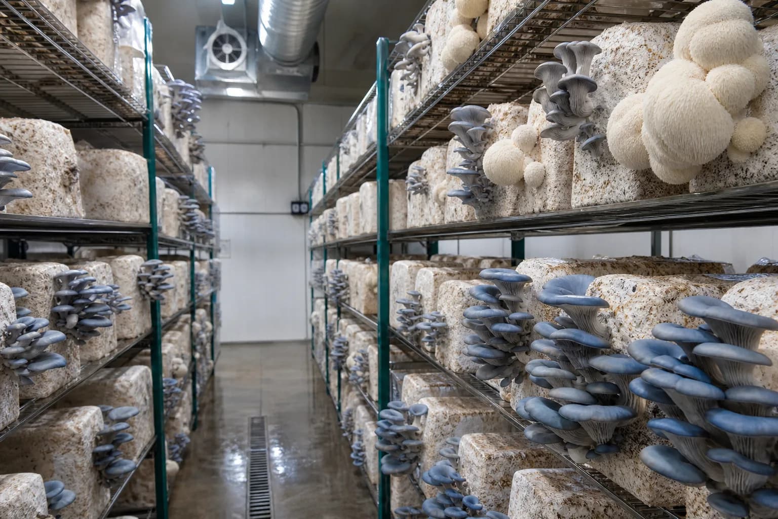 Modern gourmet mushroom fruiting room with blue oyster and lion's mane blocks organized on production racks