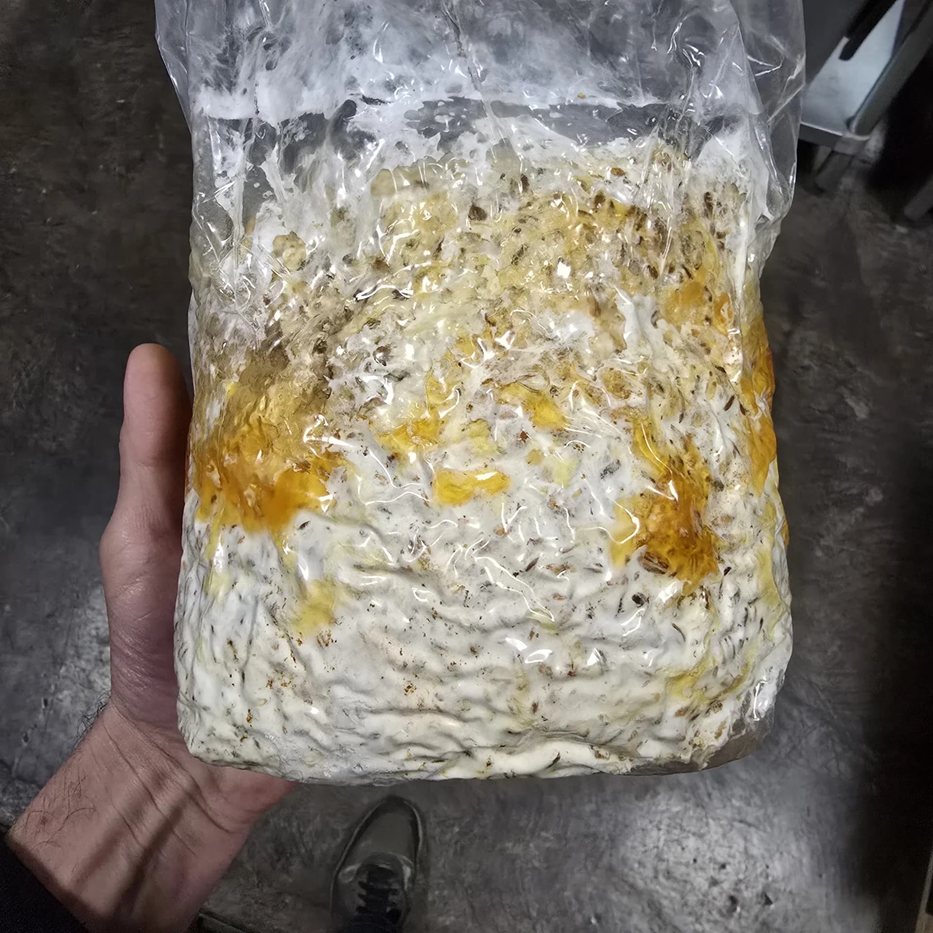 Contaminated spawn jar showing abnormal discoloration and slimy bacterial or yeast growth on grain kernels