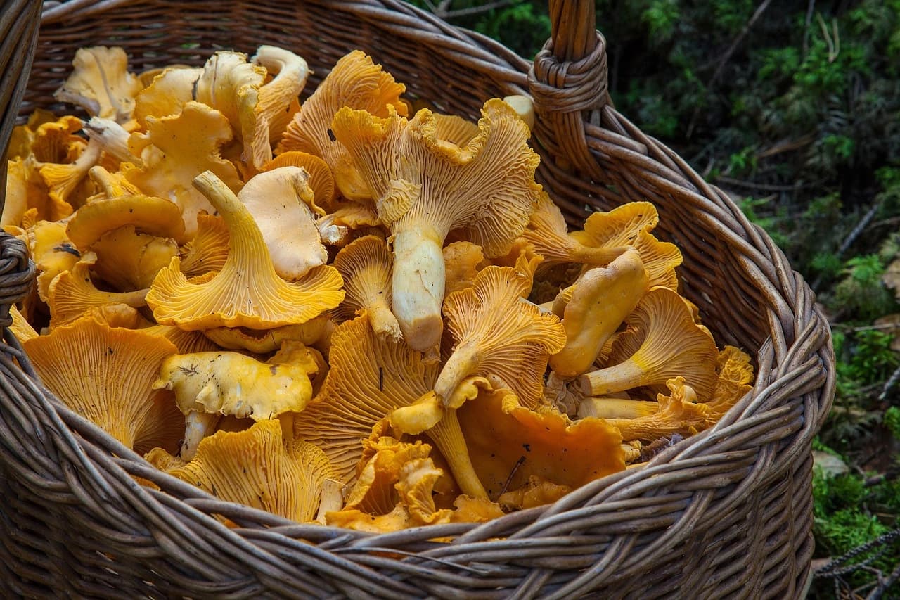 Freshly foraged chanterelle mushrooms arranged after a woodland harvest