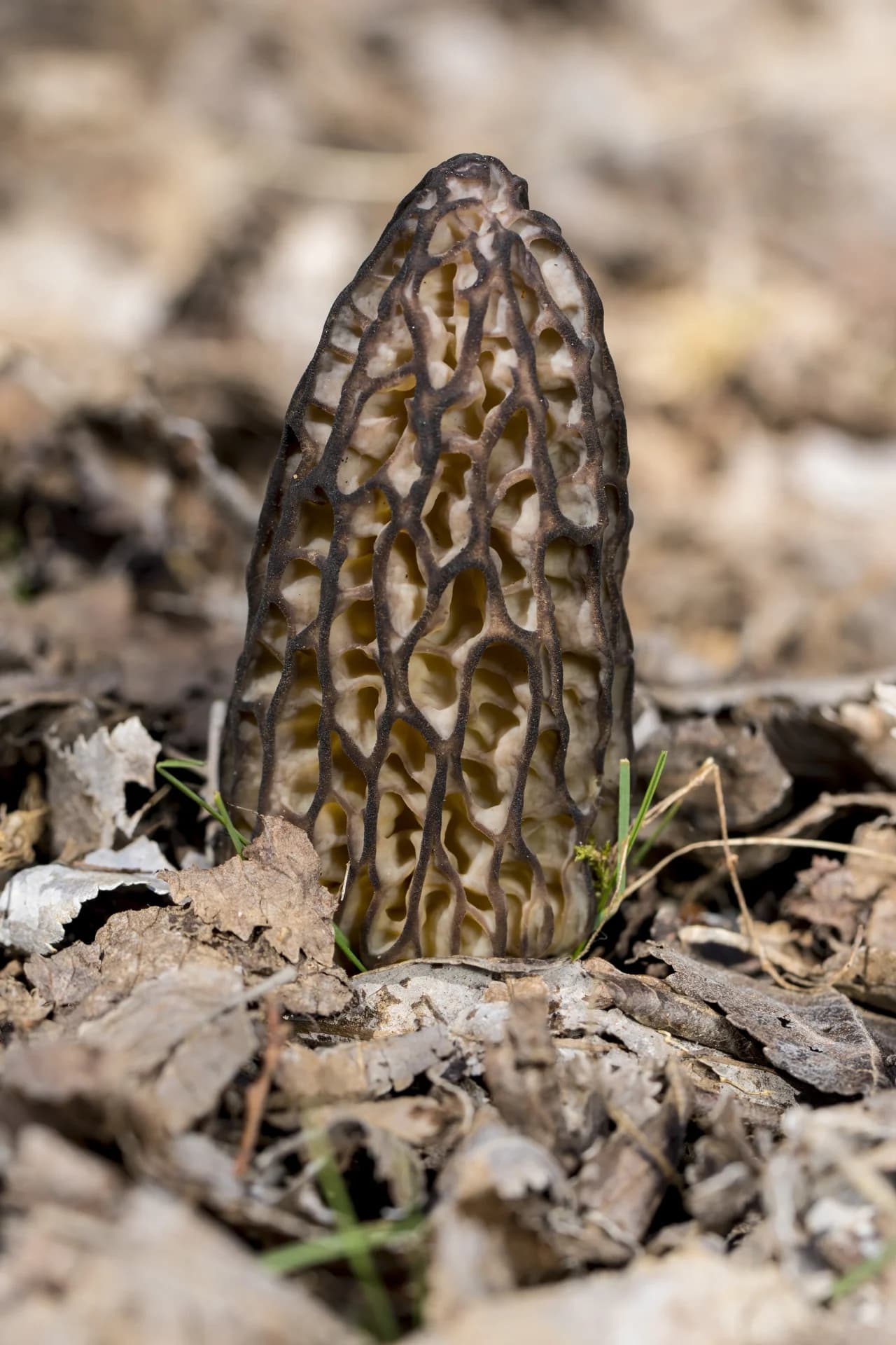 Person foraging for morel mushrooms in a spring forest, the quintessential spring foraging target