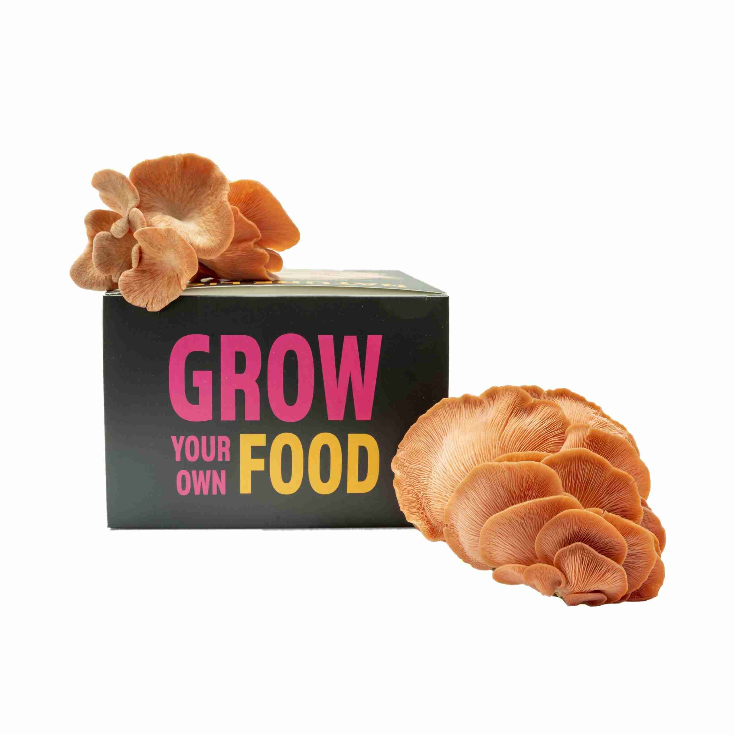 Warm-weather pink oyster mushrooms fruiting in dense cultivated clusters