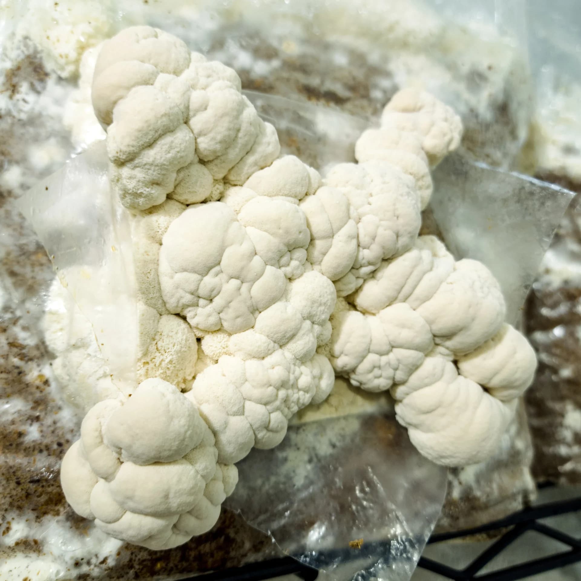 Lion's mane mushrooms developing on indoor cultivation blocks