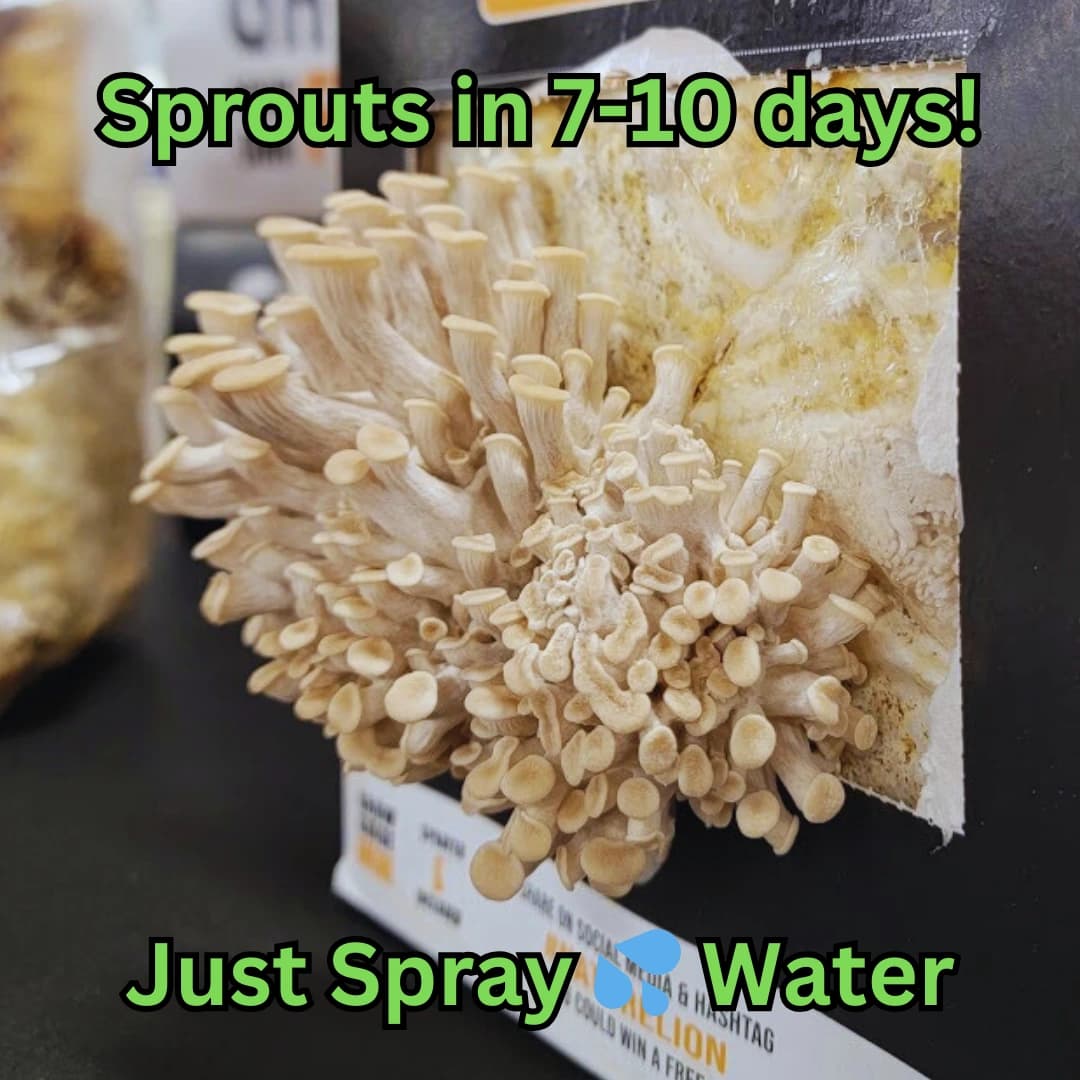 Oyster mushrooms cultivated in a controlled indoor setup suitable for seasonal climate management