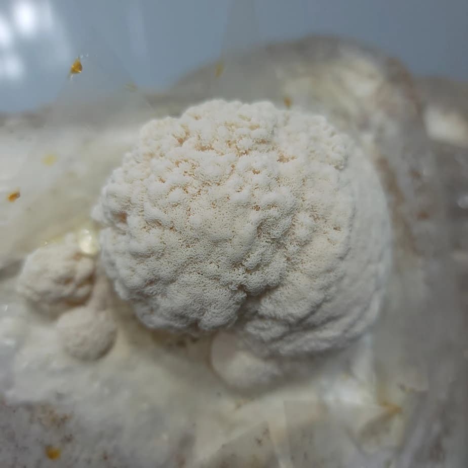 Lion's mane mushroom primordia forming with early white spines emerging from a supplemented sawdust block