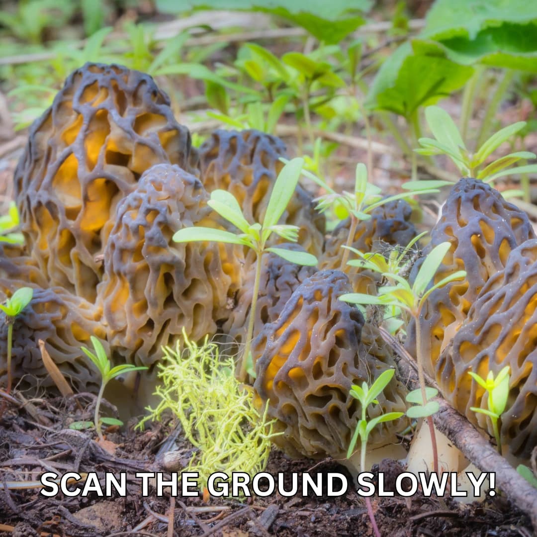 Forager scanning the forest floor for morel mushrooms in spring woodland habitat near dead elm and ash trees