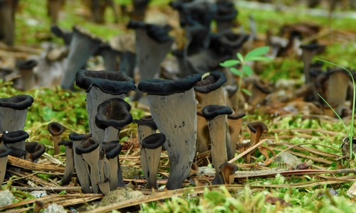 Black trumpet mushrooms (Craterellus cornucopioides) dark funnel-shaped fungi among leaf litter on the forest floor