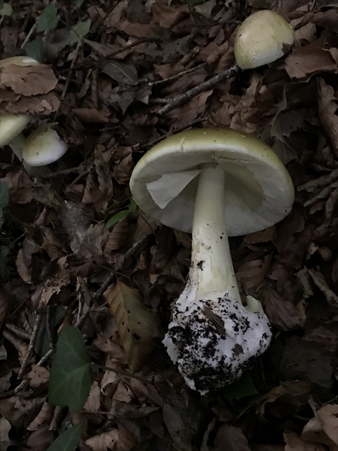 Death cap mushroom (Amanita phalloides) with greenish-yellow cap, white gills, and cup-shaped volva at the base