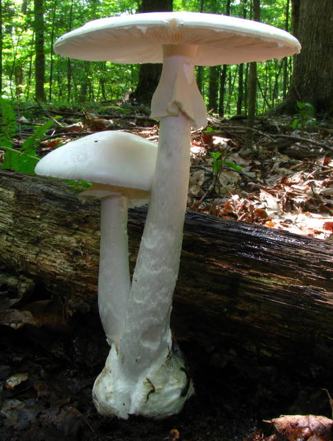 Destroying angel mushroom (Amanita bisporigera) entirely white with free gills, membranous ring, and bulbous volva base