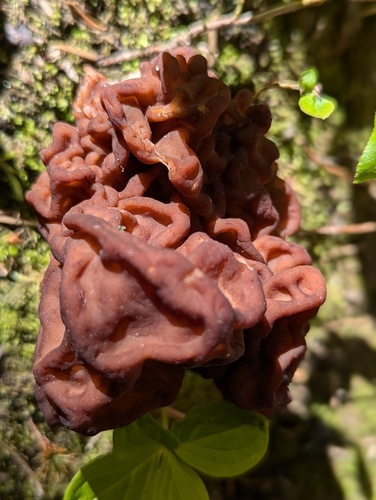 False morel (Gyromitra esculenta) showing wrinkled brain-like cap compared to the honeycomb pattern of true morels