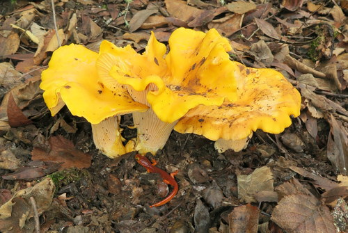 Golden chanterelle mushroom with bright egg-yolk orange cap and false gills growing on the forest floor