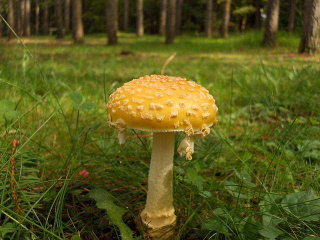 Amanita muscaria var. guessowii, the yellow-capped Eastern fly agaric with white warts found under birch and conifers — Mushroom Observer (CC-BY)