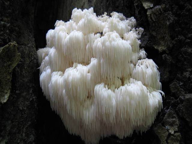 Hericium americanum bear's head tooth fungus with branching structure and long hanging spines on a hardwood tree — Mushroom Observer (CC-BY)