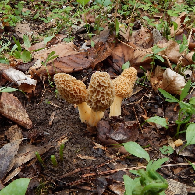 Morchella americana, the common yellow morel of Eastern North America, showing honeycomb-patterned cap — Mushroom Observer (CC-BY)