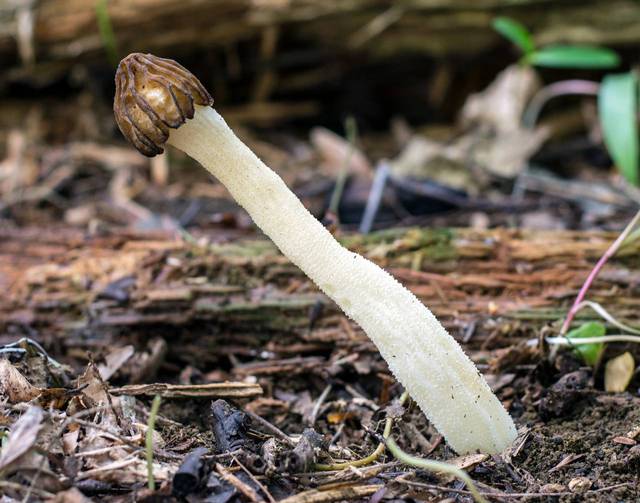 Morchella punctipes half-free morel showing the distinctive cap attached only at the apex of the stem — Mushroom Observer (CC-BY)