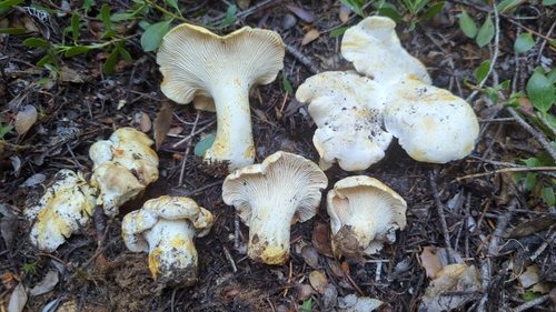 White chanterelle (Cantharellus subalbidus) with creamy pale buff cap and blunt forking ridges underneath