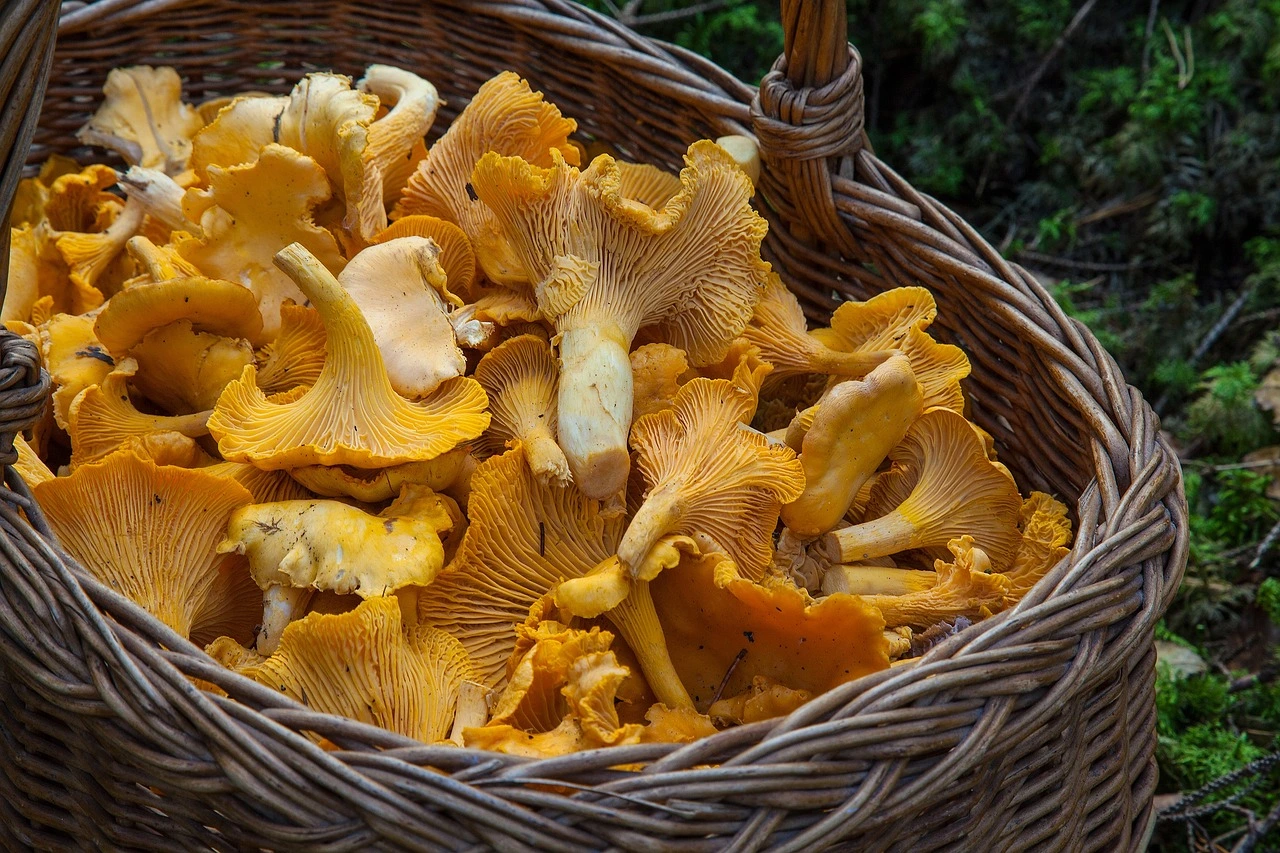 Basket of freshly foraged golden chanterelles, one of the most prized summer foraging finds